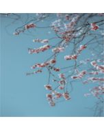 ramo di fiori di ciliegio
