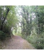 sentiero nel bosco