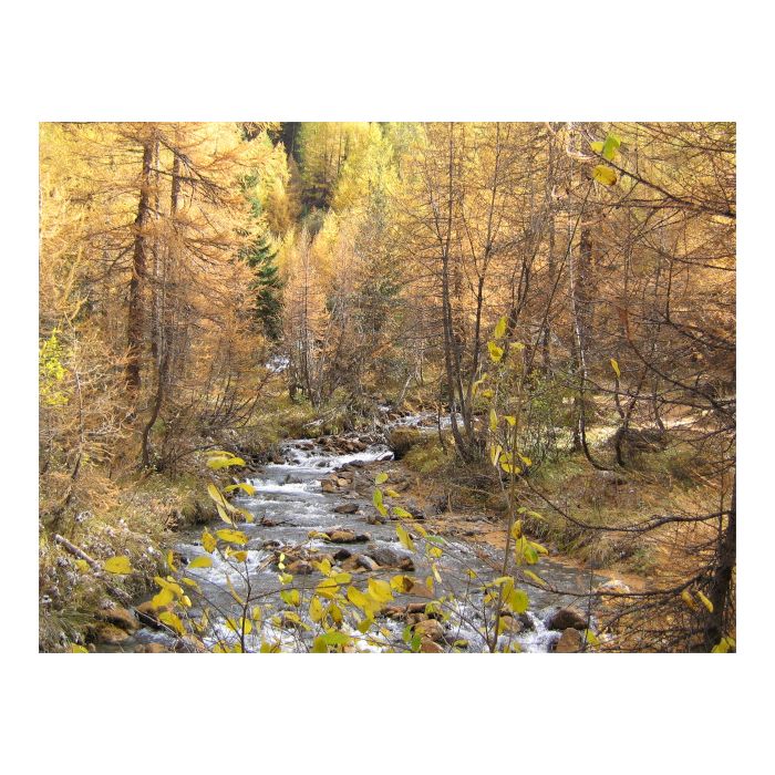 paesaggio autunnale in montagna con ruscello che scorre tra gli alberi