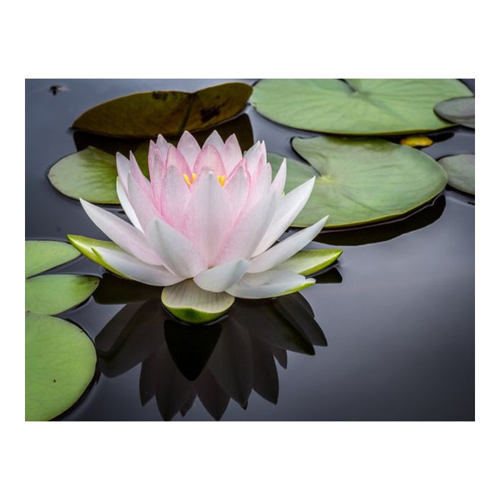 fiore di loto