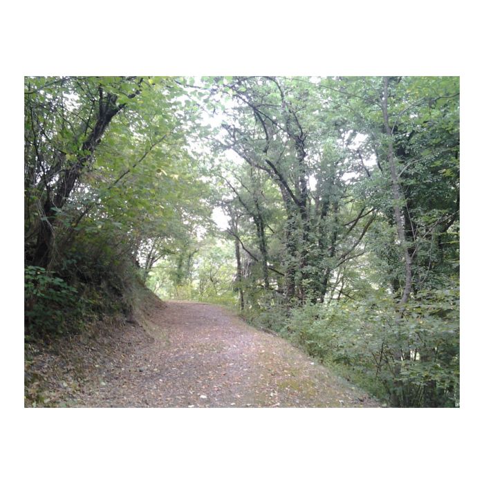 sentiero nel bosco 