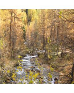 paesaggio autunnale in montagna con ruscello che scorre tra gli alberi