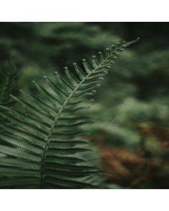 foglia di felce verde
