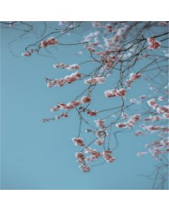 ramo di fiori di ciliegio