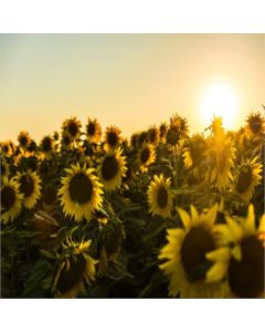 campo di girasoli