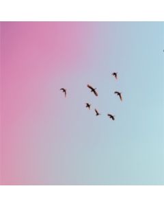 uccelli che volano nel cielo azzurro lilla