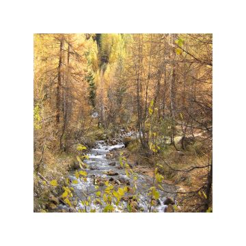 paesaggio autunnale in montagna con ruscello che scorre tra gli alberi
