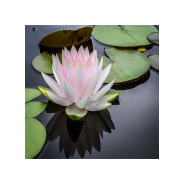 fiore di loto