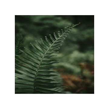 foglia di felce verde