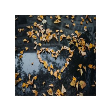 foglie d'autunno