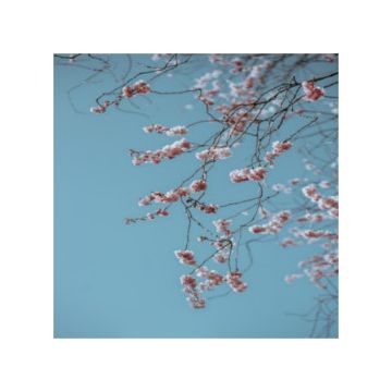 ramo di fiori di ciliegio