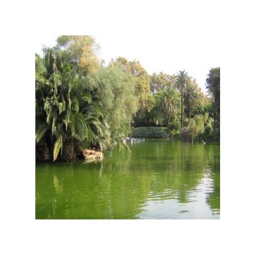 laghetto con palme