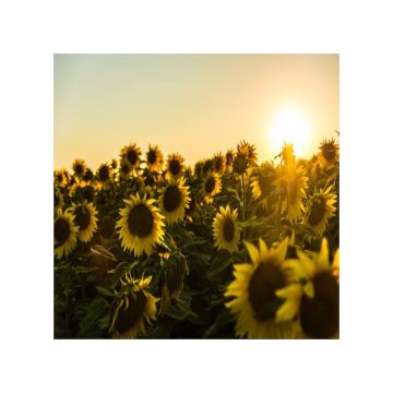 campo di girasoli