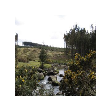 paesaggio collinare con alberi cespugli fioriti e un fiume che scorre