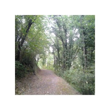 sentiero nel bosco