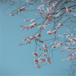 primavera
