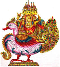 HAMSA oca/cigno